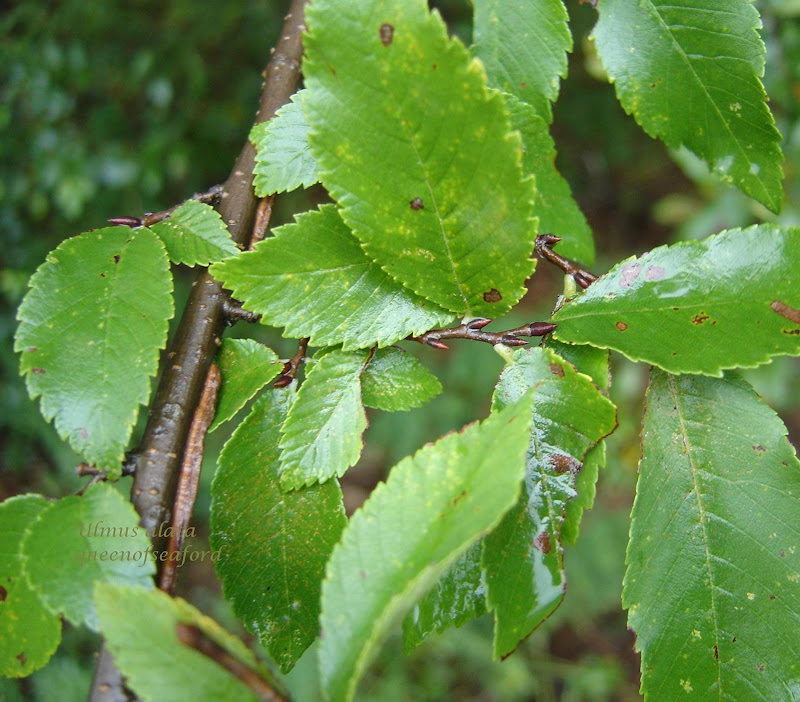 The Queen of Seaford Tuesday's Trees Winged Elm, Ulmus alata